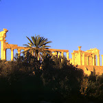 Vue depuis l'oasis : palmiers et colonnes