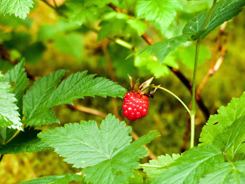 Salmon Berry