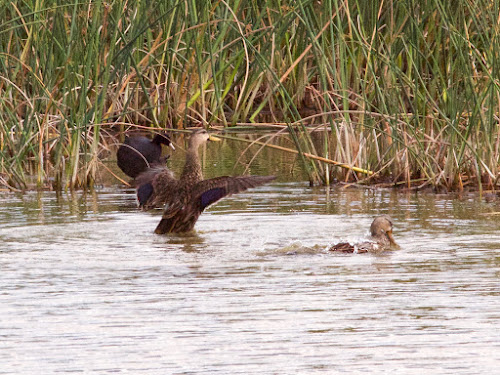 Mottled duck