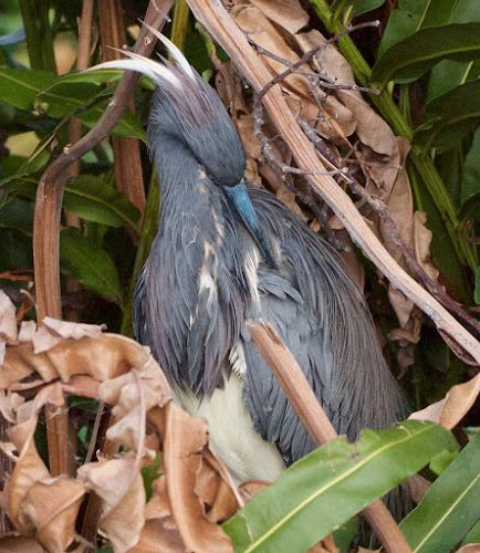 Tricolored Heron