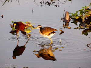 Northern Jacana (m & f)