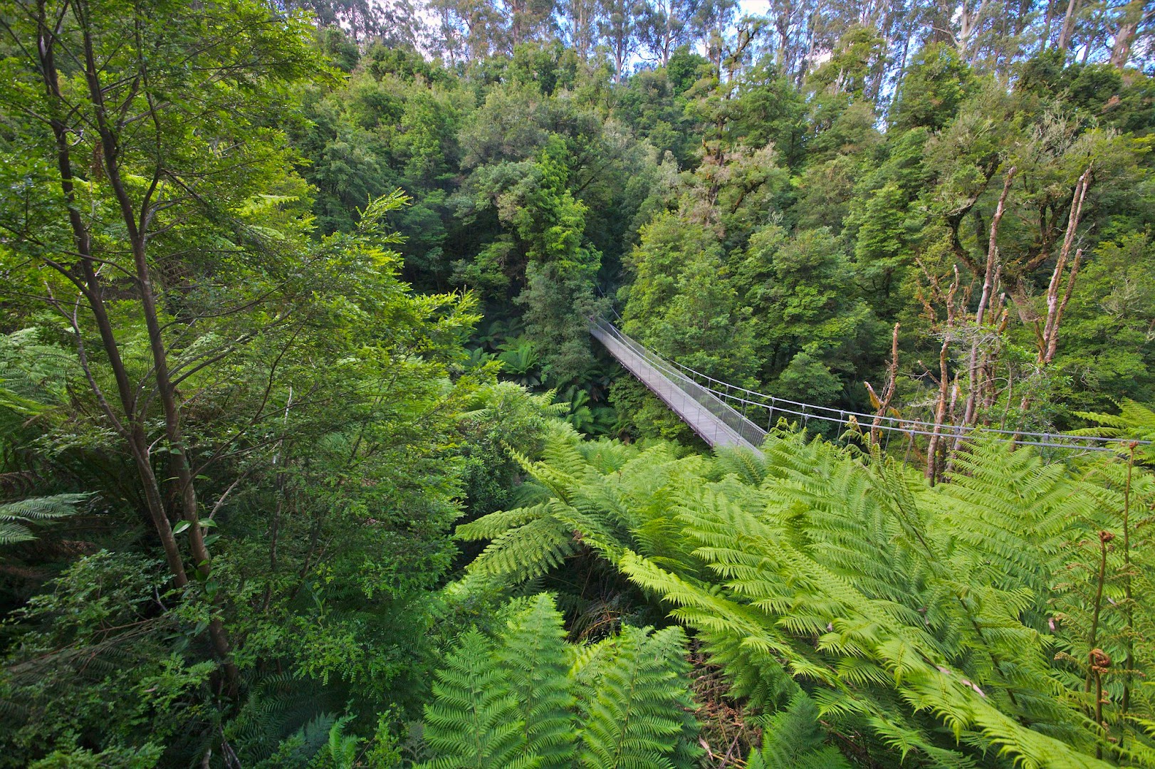 A suspension bridge in the Jurassic Park