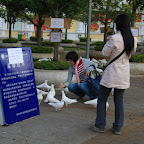 Overgrown Chinese pigeons