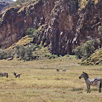 Hell's Gate has lots of zebras