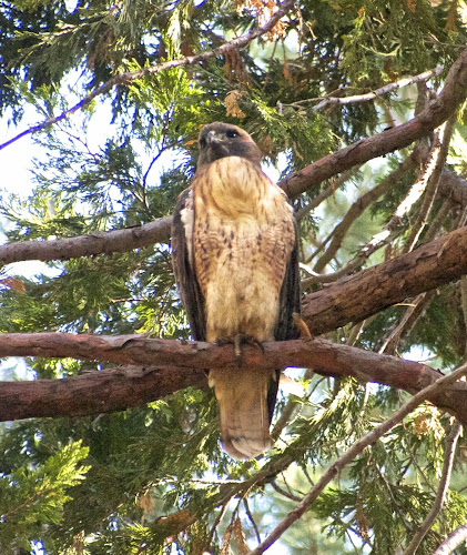 Note the full crop on this Red-tailed Hawk.