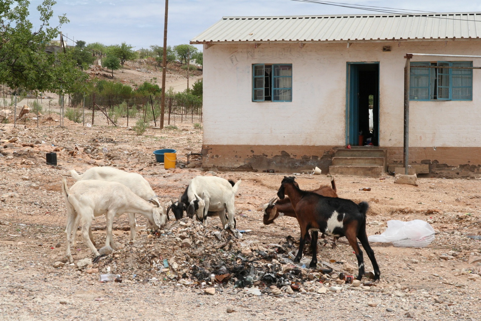 Goats on the street in Opuwo