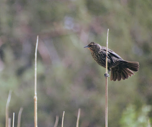 Red-winged Blackbird - female (© Nick Viani) Page Springs Campground, Frenchglen, OR