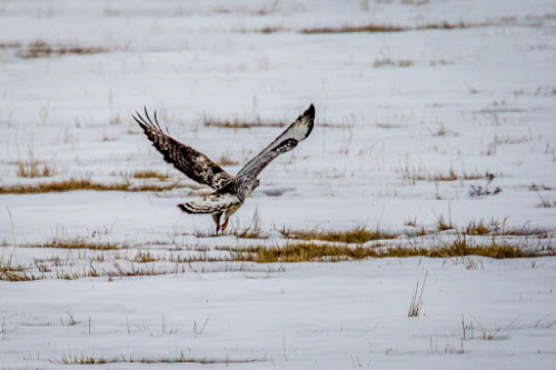 light morph Rough-legged Hawk 