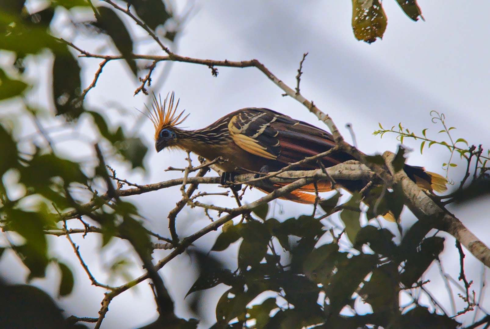 Peru