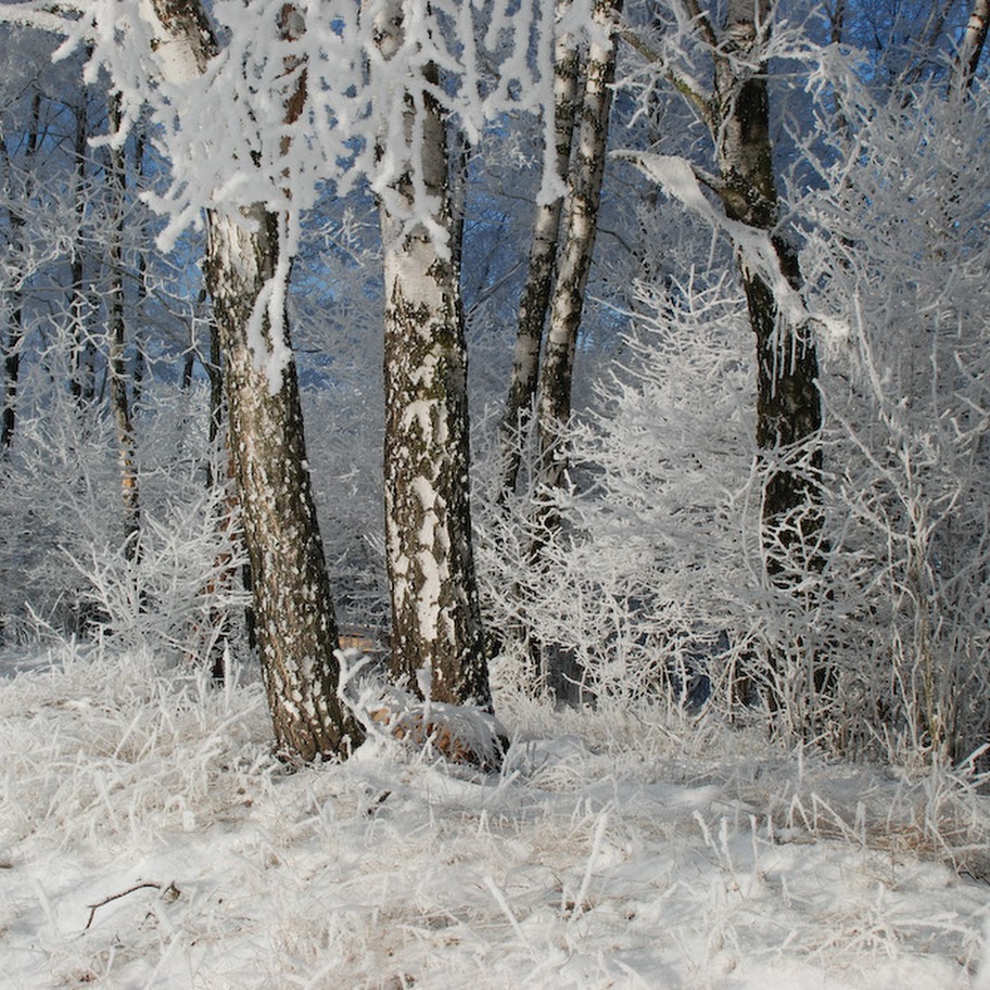 Trhovka 2008 - DSC_4647