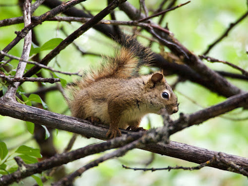 Red-tailed squirrel