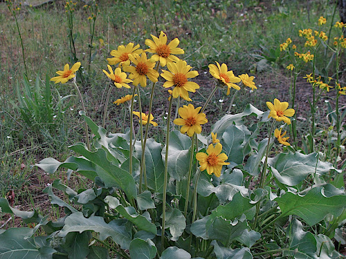 arrowleaf_balsomroot.JPG