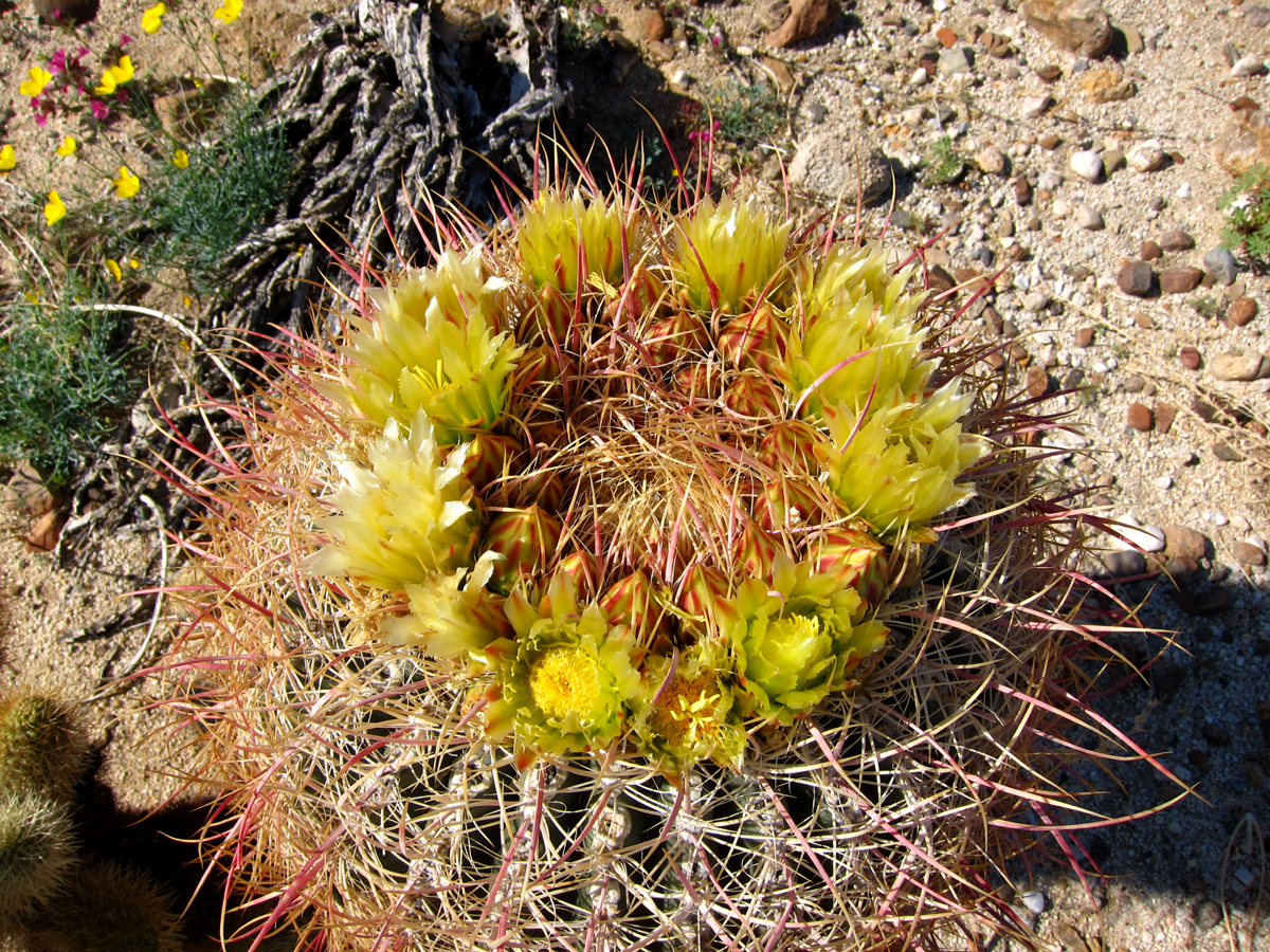 Blooming Barrel Cactus near Canyon Sin Nombre