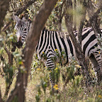 Hunting for zebras