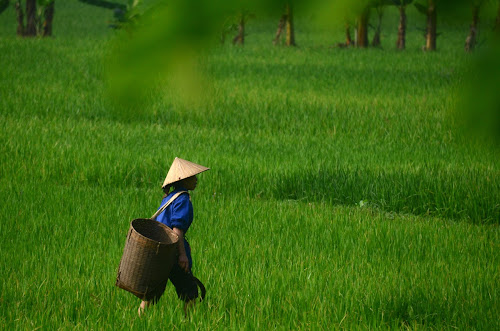 DSC_1284_cropped - Growing rice...; April, 2015; Vietnam, Mai Chau