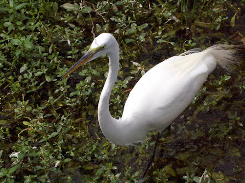 Great Egret (in breeding color & plumage)