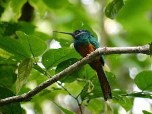 Rufous-tailed Jacamar