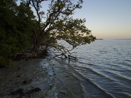 Flamingo, Everglades National Park