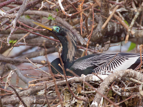 Anhinga (male)