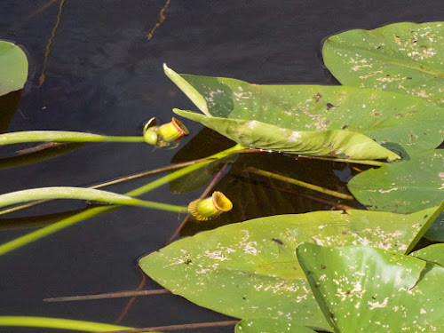 Yellow Pond Lily