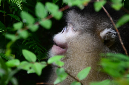 PAS_DSC_3299 - Snub-nosed Monkey; August, 2012; China, Yunnan, Tacheng