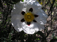 12 Cistus ladanifer. Jara pringosa. Flor de seis pétalos