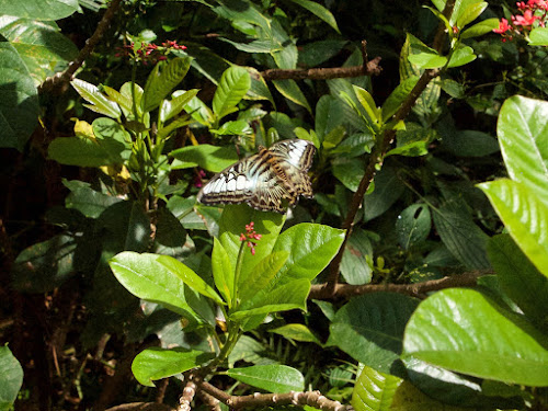 Fairchild Tropical Botanic Garden (Clipper)