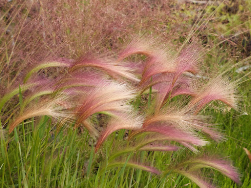 Roadside grasses