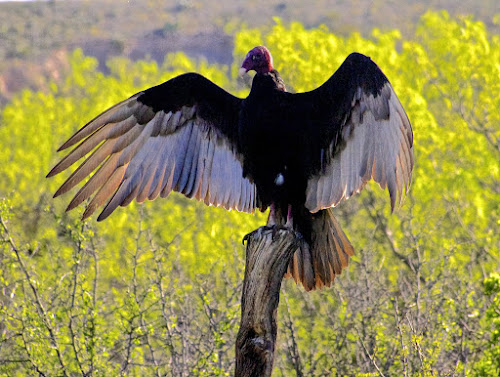 Turkey Vulture