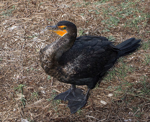 Double-crested Cormorant