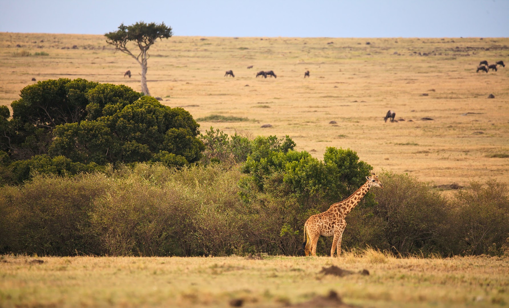 Giraffes are usually found near the trees, even if there are few