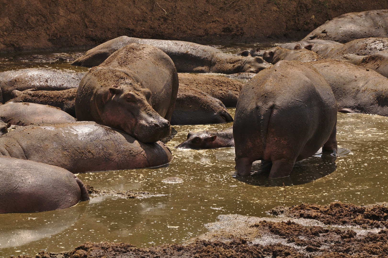 Male hippos also watch female's asses