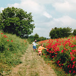 Poppies on Coffin Way, 1996