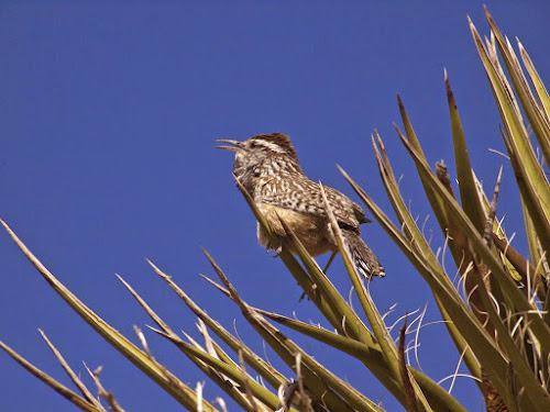 Cactus Wren