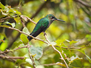 Unidentified Hummingbird