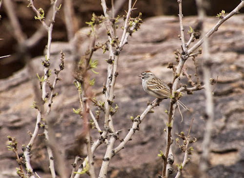 Chipping Sparrow