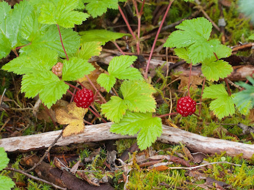 Nagoonberry, Glacier Fjord NP