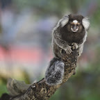 Park dweller in Rio