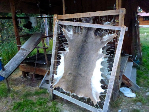 Preparing a hide for brain tanning.