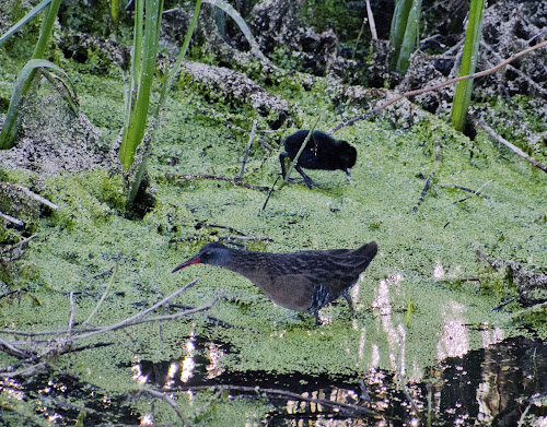 Virginia Rail - Page Springs Campground, Frenchglen, OR