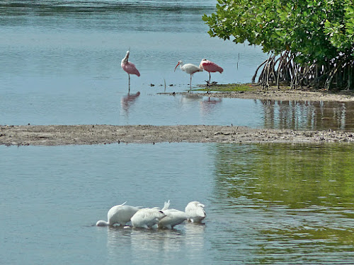 Roseate Spoonbills & Egrets