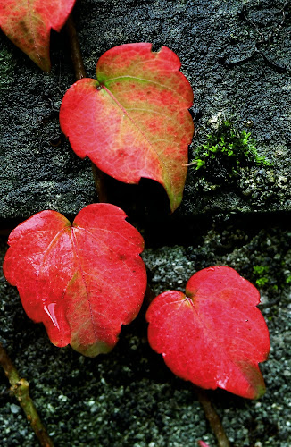 35420016 - Wet Autumn Leaves; 1993; Austria, Wolfurt