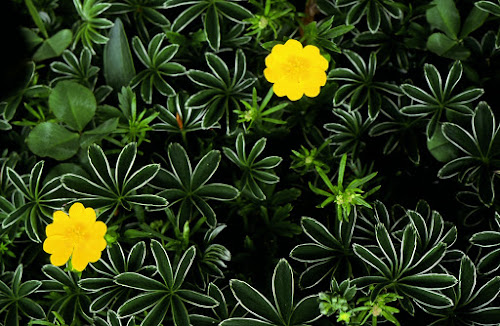 35420003 - Yellow Flowers on Green Bushes; 1994; Austria, Hantenjoch, Tyrol