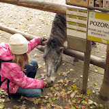 POZOR! Poník umí také kousnout!