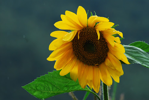 201108 near Shaxi Yunnan - Sunflower on a rainy day; August, 2011; China, Yunnan, near Lijiang