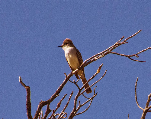 Ash-throated Flycatcher