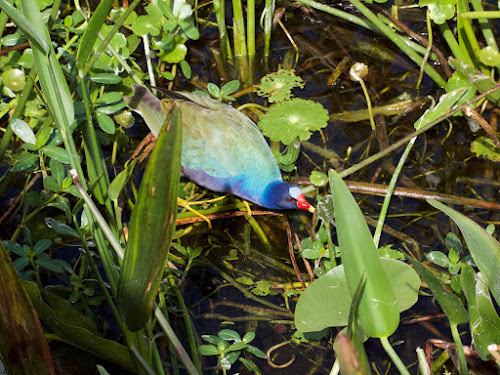 Purple Gallinule