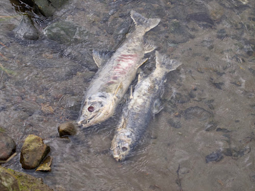 Pink Salmon after breeding