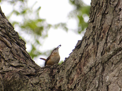 Carolina Wren