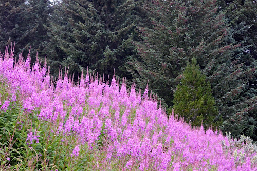 Fire Weed, Gustavus, AK